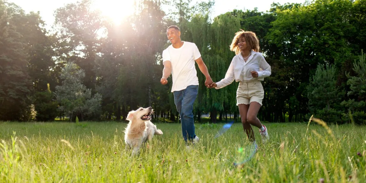 african american happy couple walk and run together with dog in park in summer, man and woman actively play with golden retriever and throw stick to him in nature, freedom and pets concept