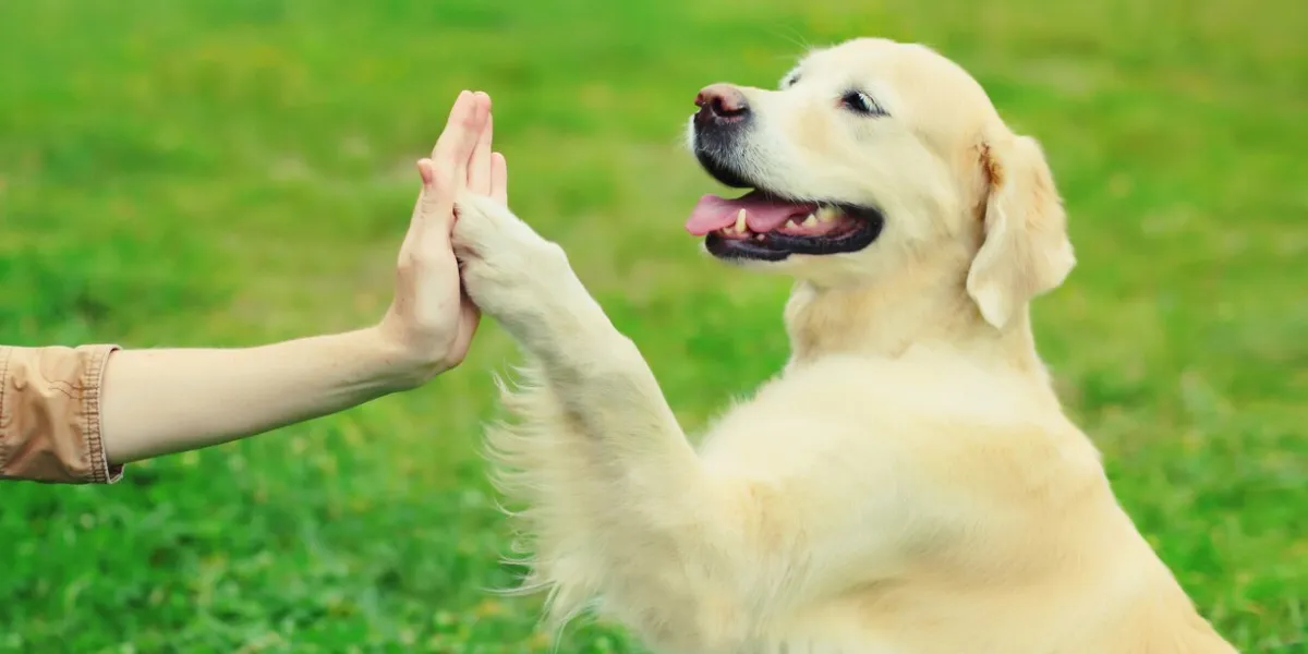 golden retriever dog giving paw to hand high five owner woman on the grass training in summer park