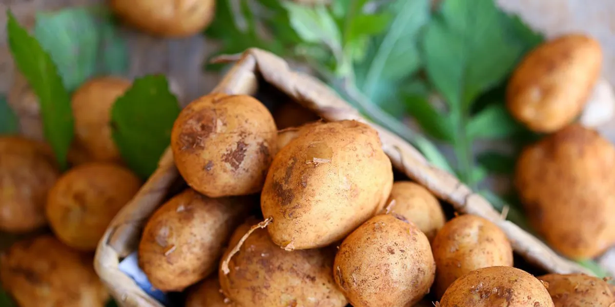 pommes de terre dans le panier