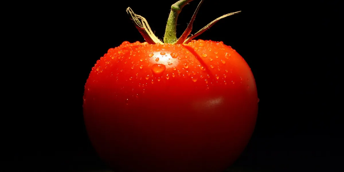 red tomato with water drops on black background