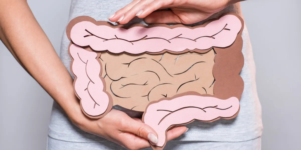 partial view of woman holding paper made large intestine on grey background