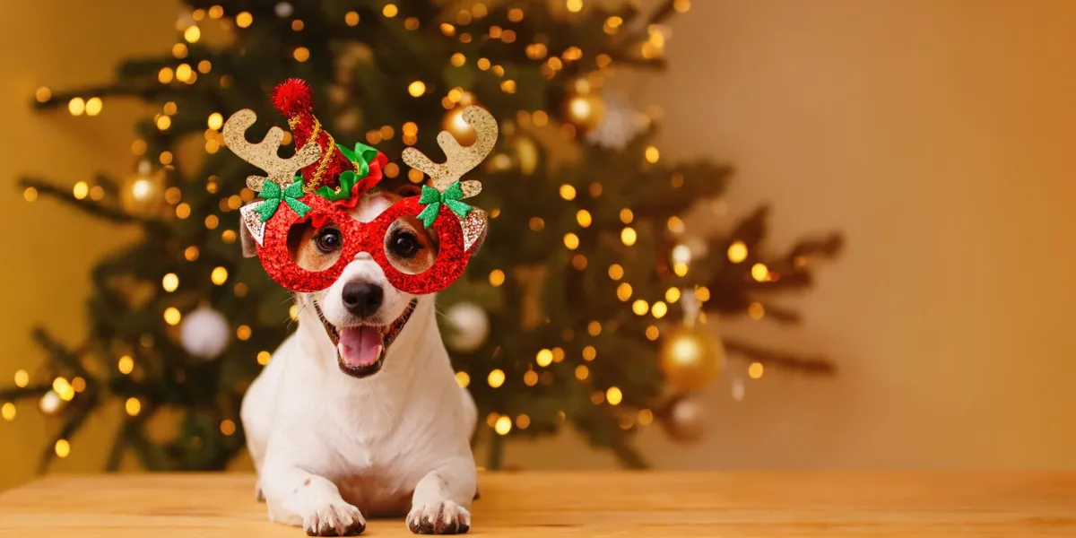 christmas background with jack russell dog in party glasses new year concept