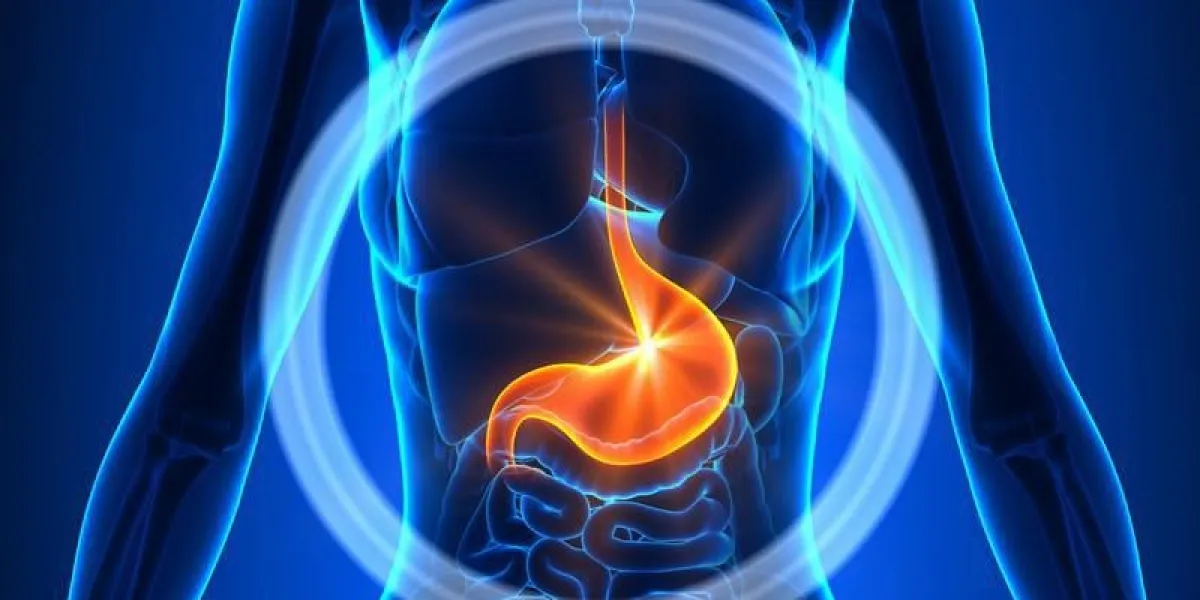 estomac - organes féminins - anatomie humaine