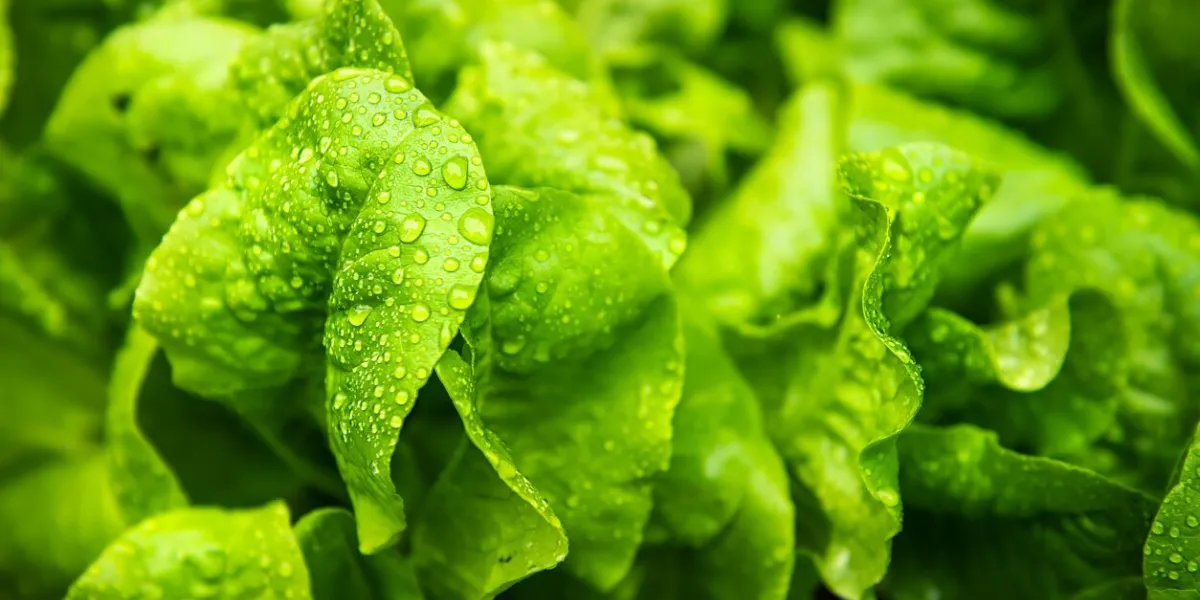macro closeup of heirloom buttercrunch green lettuce plant growing in soil in spring or summer with rain morning dew drops, raindrops droplets