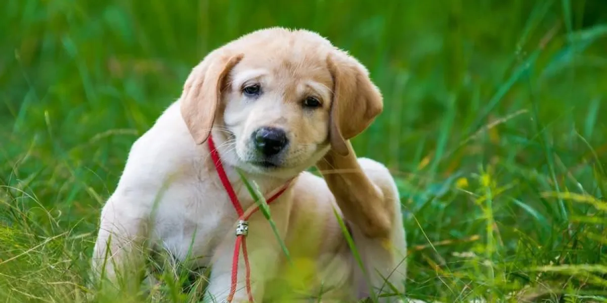 chiot retriever gratter les puces dans le parc