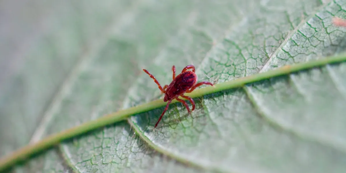 a true ixodid mite blood sucking parasite carrying the acarid disease sits on a on a green leaf of grass in the field on a hot summer day, hunting in anticipation of the victim