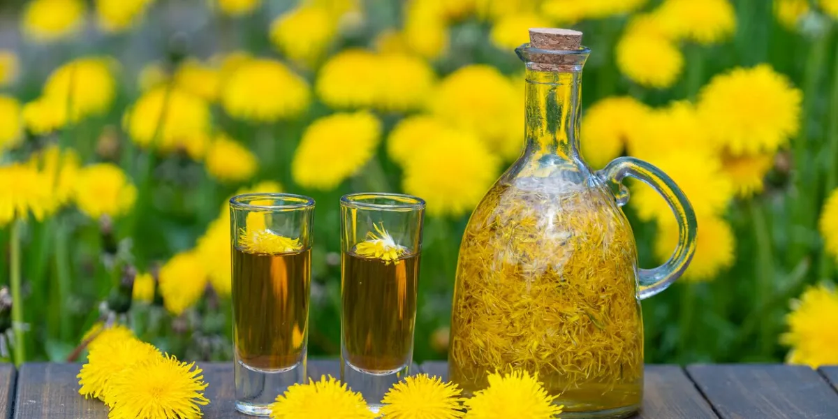 homemade dandelion flowers tincture in two glasses and in a glass bottle on a wooden table in a summer garden, close up