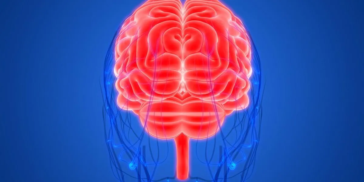 human brain with circulatory system