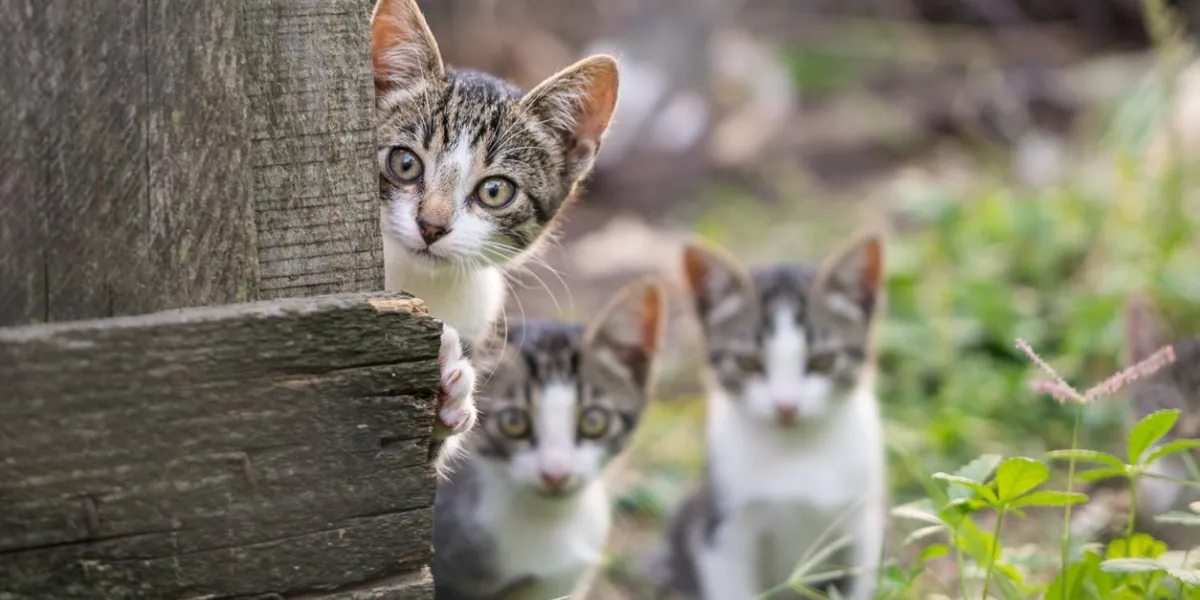 curious but shy kittens