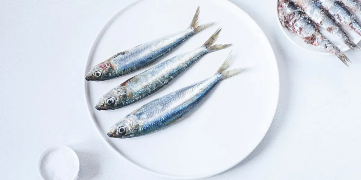 fresh and salted sardines for italian cuisine recipes in white plates on a white background italian seafood  ingredients