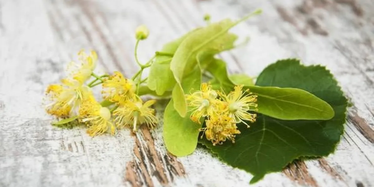 fleurs de tilleul sur un vieux fond en bois