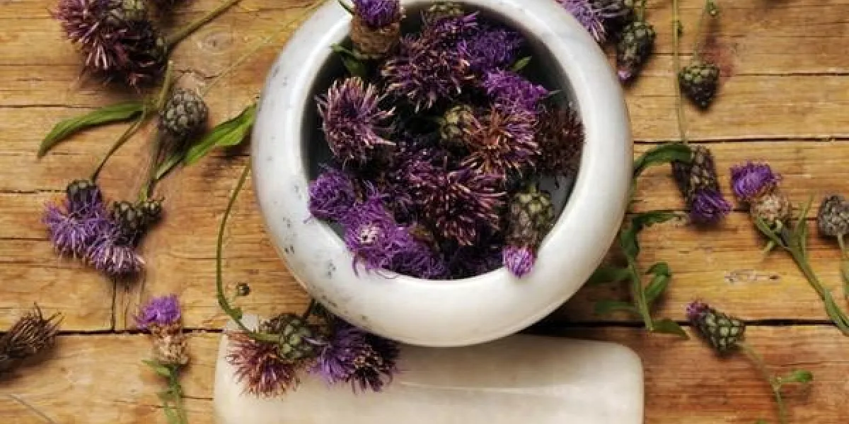 cyanus segetum chrpa poln aciano bleuet fiordaliso kornblume centaurea bleuet chaber bawatek mavi kantaron