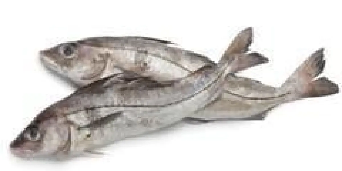 poissons d'haddock frais entiers seuls à fond blanc