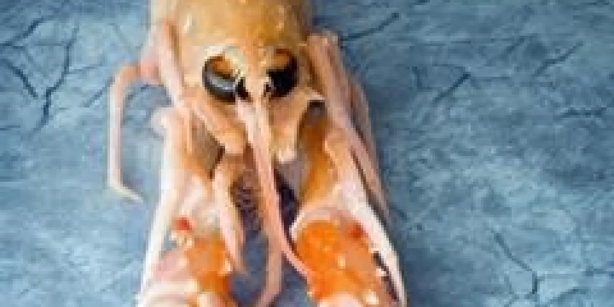 échappée solitaire