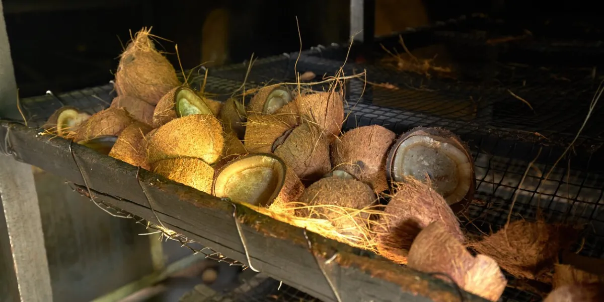 manufacture of coconut oil, copra, with coconuts, la digue, union estate farm, seychelles
