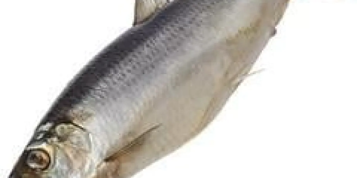 hareng atlantique salé isolé sur fond blanc