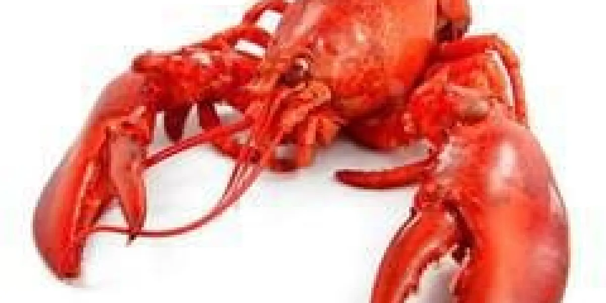 homard rouge