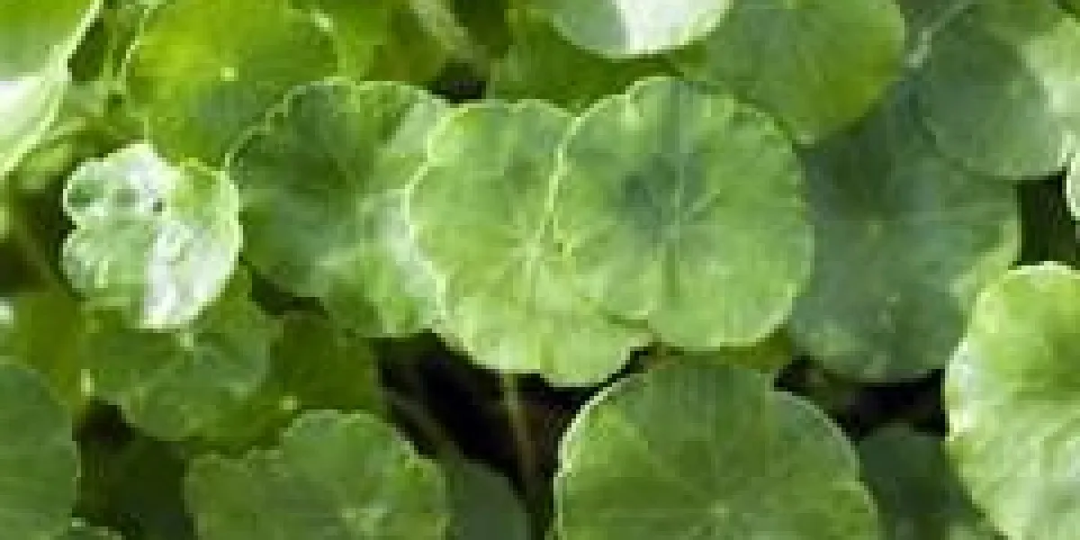 fourchette à eau ordinaire