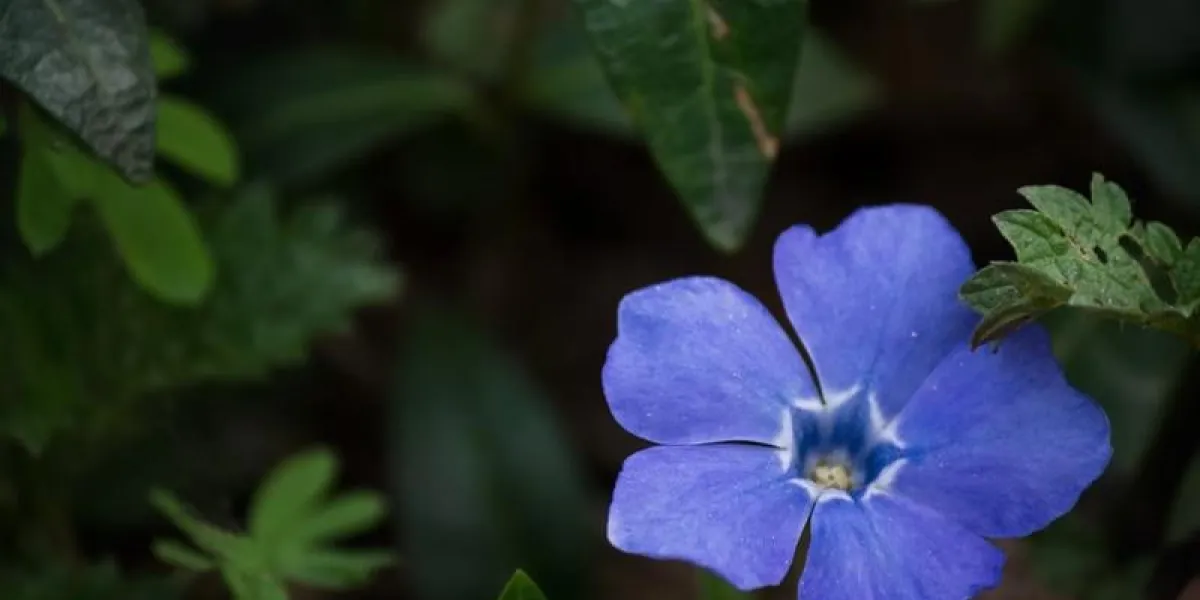 une fleur de pervenche de la forêt dans le closeup vert