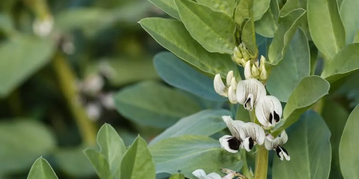 gros plan de fleurs et de feuilles de fève