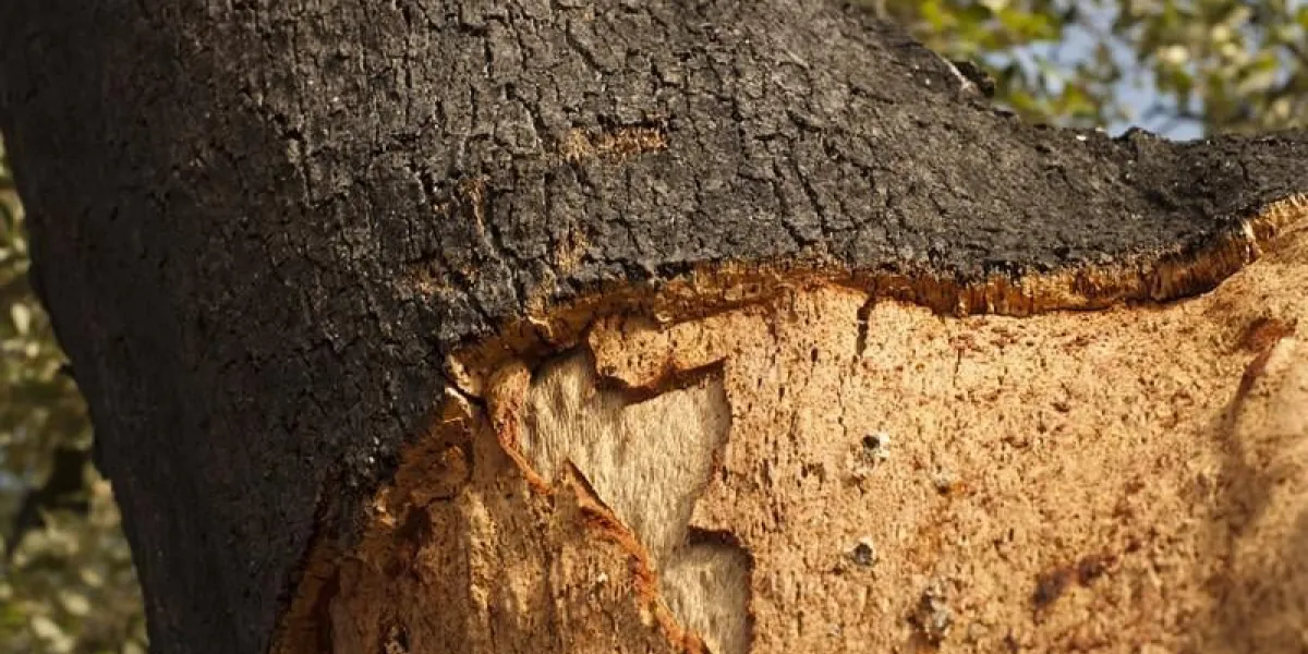 un arbre de liège commiphora spp