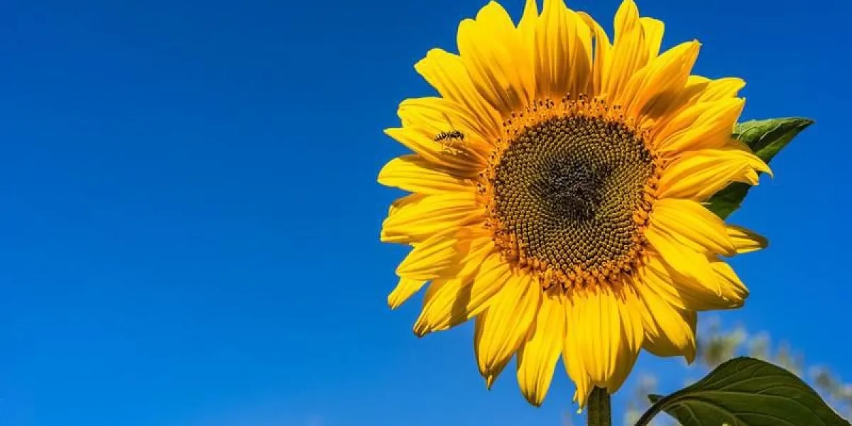 tournesol avec insecte