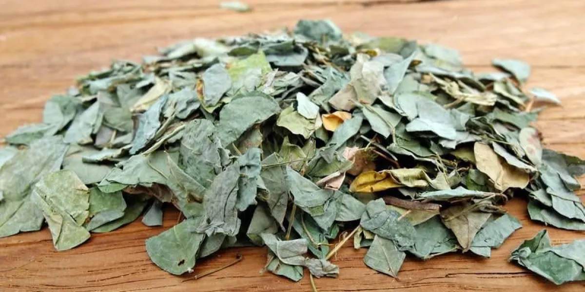 desmodium, desmodium adscendens