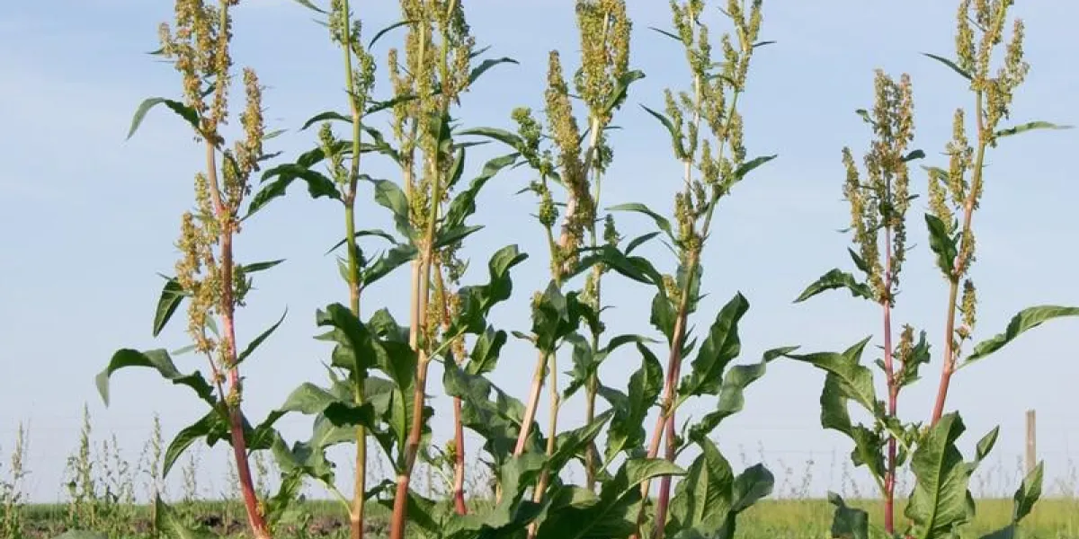 quai des prés (rumex obtusifolius l) plantes dans les champs
