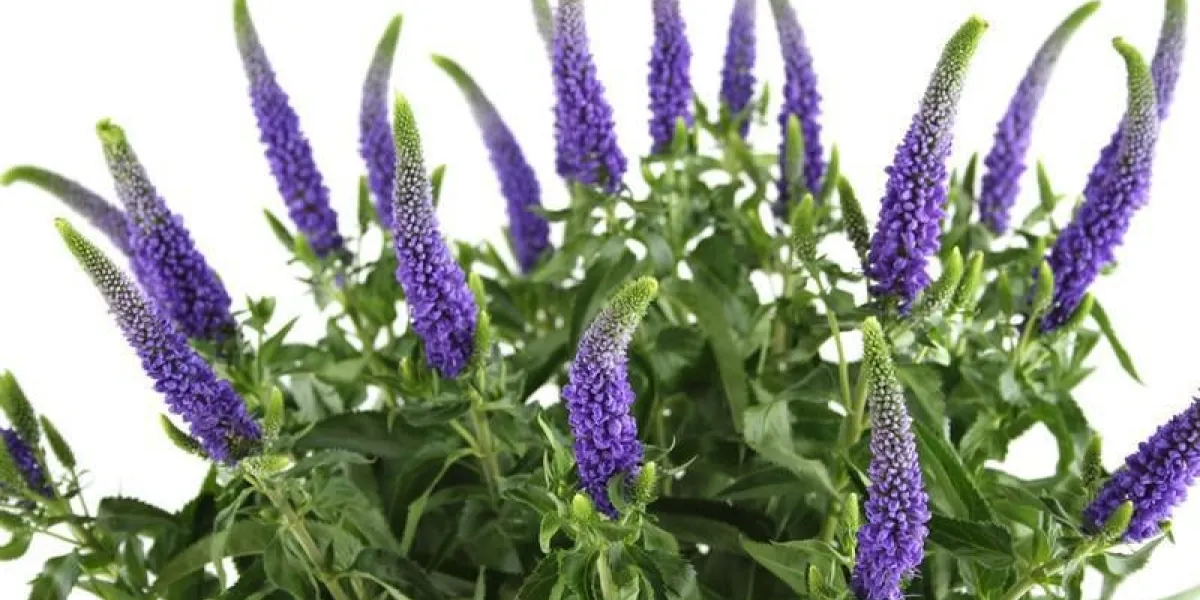 gros plan d'un beau bouquet de fleurs violettes veronica isolé sur fond blanc