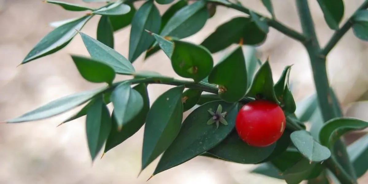 pungitopo (ruscus aculeatus) avec bacche