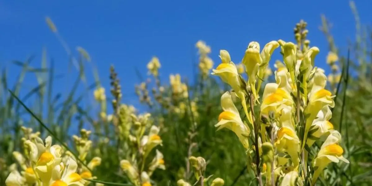 un groupe de fleurs de beurre et d'oeufs (linaria vulgaris), également connu sous le nom de toadflax, dans une prairie sur un ciel bleu, un membre de la famille de snapdragon (scrophulariaceae)