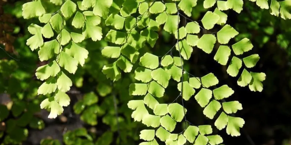agrandi à une fougère noire adiante (adiantum capillus-veneris)