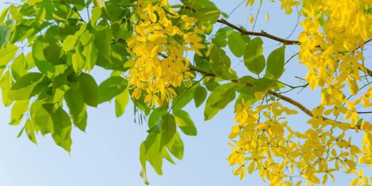 arbre de douche d'or, beau nom de fleur jaune est ratchaphruek