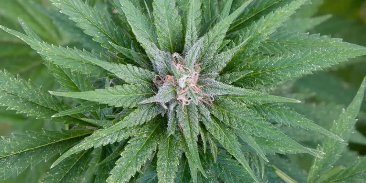 plant de cannabis en floraison