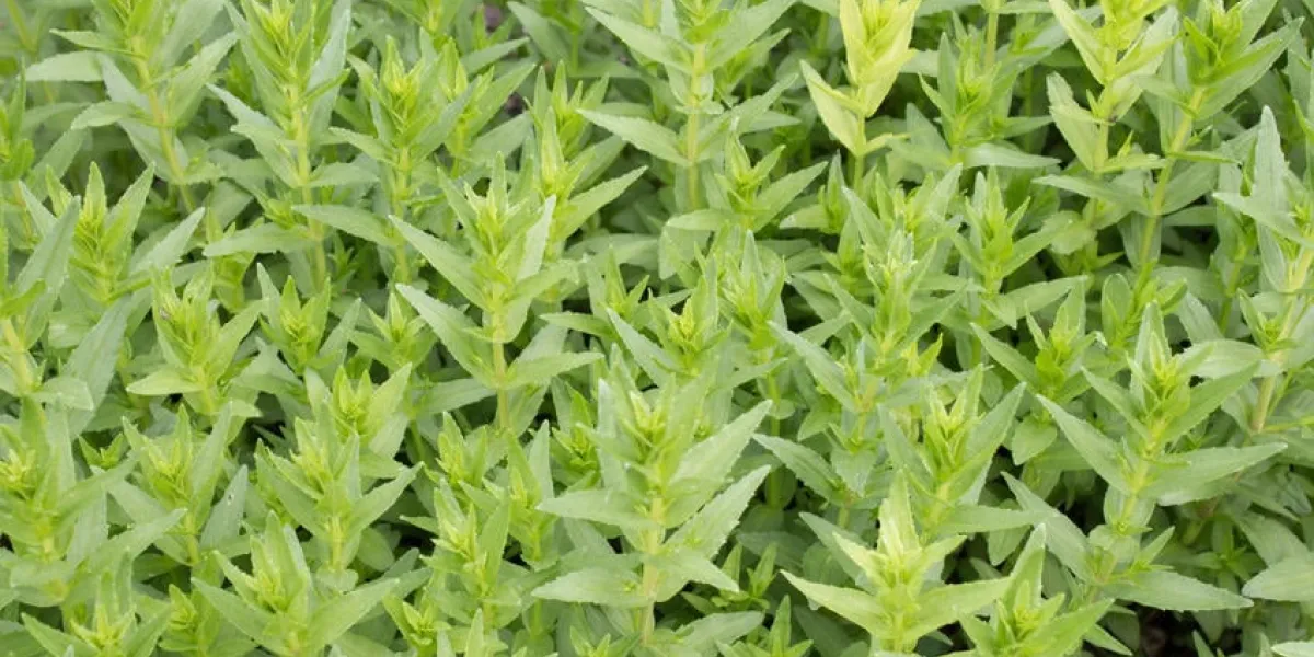 herbe de la grâce (gratiola officinalis), gros plan