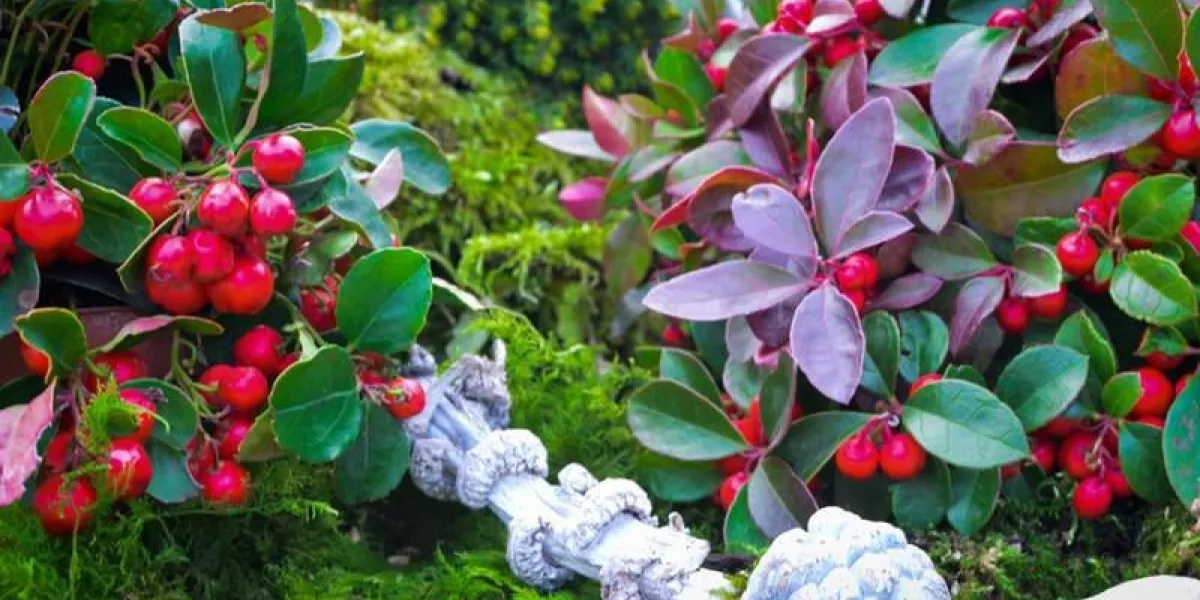 winterbeere gaultherie