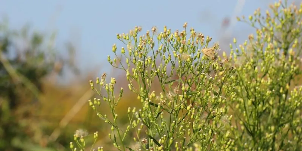 inflorescence de l'herbe à la chaux canadienne (conyza canadensis), une plante rudérale commune