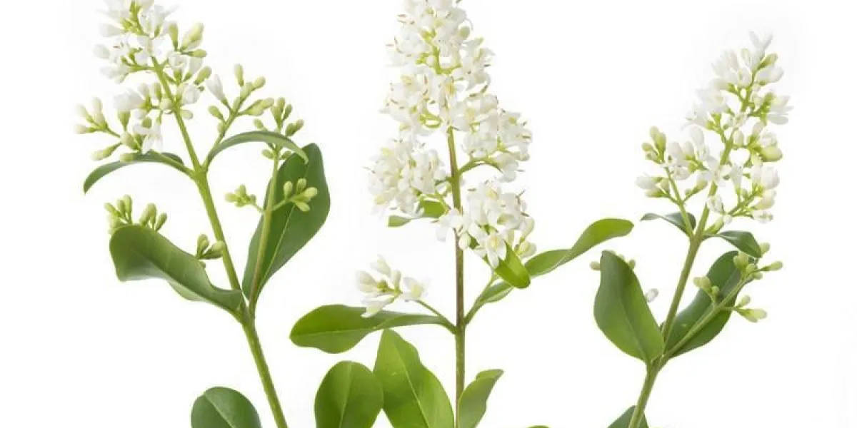 floraison ligustrum (ligustrum)