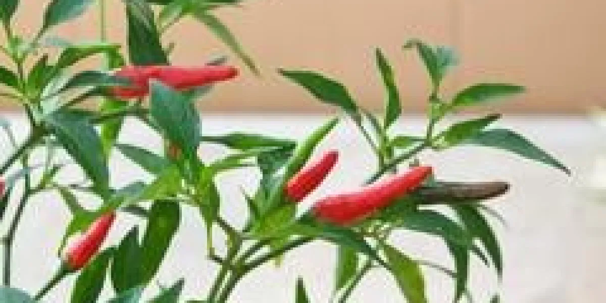 piments rouges et épicés sur un arbre