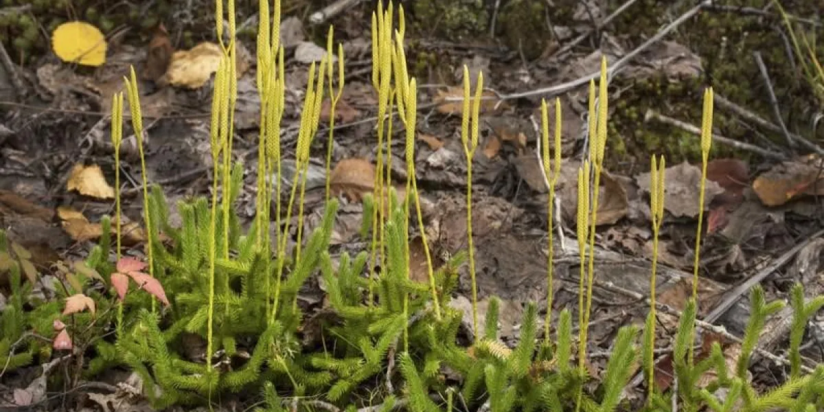spores fertiles, produisant des spores, de la mousse du pied du loup, lycopodium clavatum, qui pousse sur les rives du lac flagstaff, dans le nord-ouest du maine.