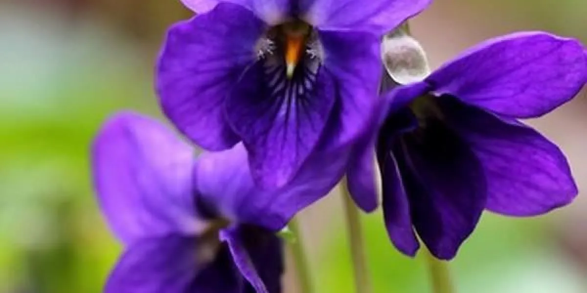 viola odorata - fleur de printemps