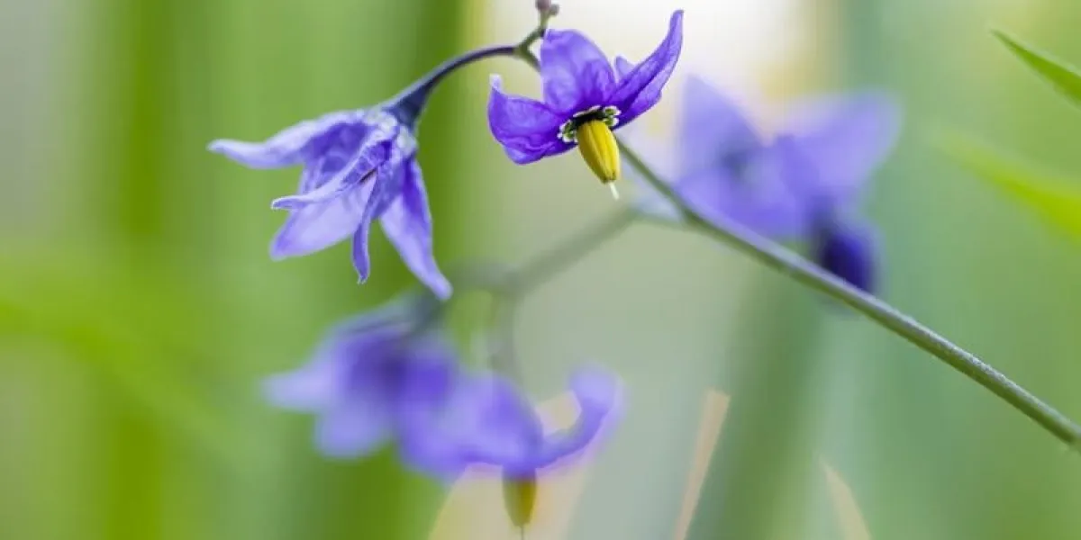 fleurs de nightshade dans le fond de l'herbe