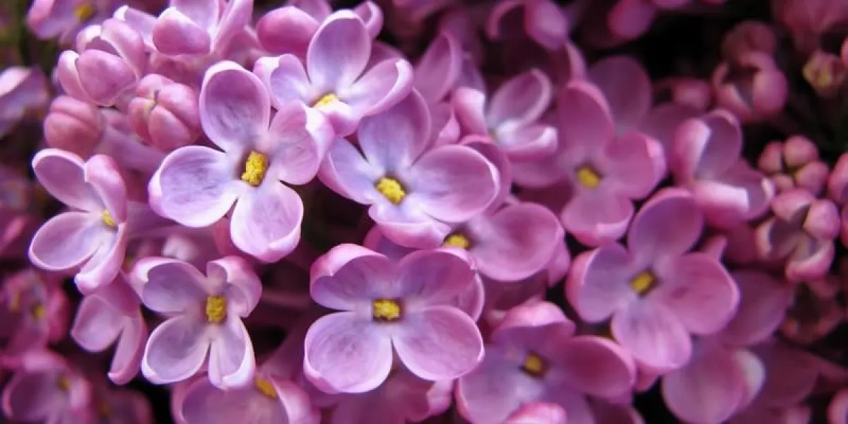 fond de fleurs lilas