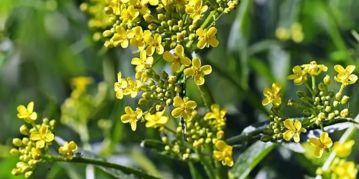 (sisymbrium loeselii l)