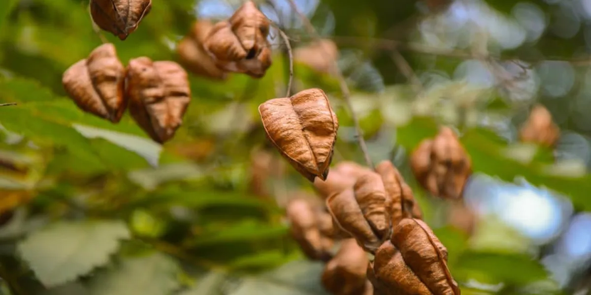 l'arbre goldenrain ou la fierté de l'inde (espèces d'arbres koelreuteria paniculata), plante lanterne chinoise, espèces d'arbres ornementaux d'asie
