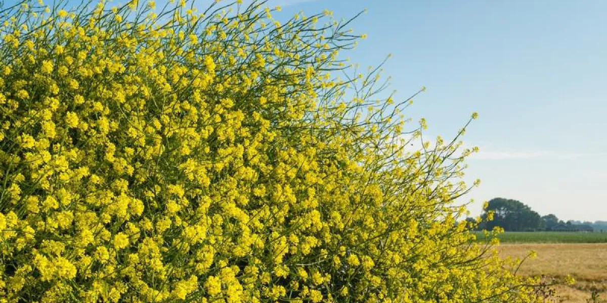 gros plan, de, jaune, fleur, noir, moutarde, ou, brassica, nigra, plantes, croissant, dans, les, sauvage, sur, a, tas terre, à, les, limite, de, a, champ paysan, dans, les, pays-bas, il, est, milieu, de, les, été