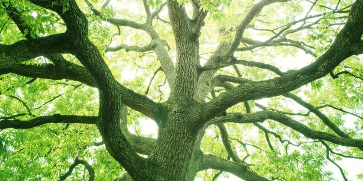 lumière de l'arbre vert frais au soleil et le grand arbre qui a grandi