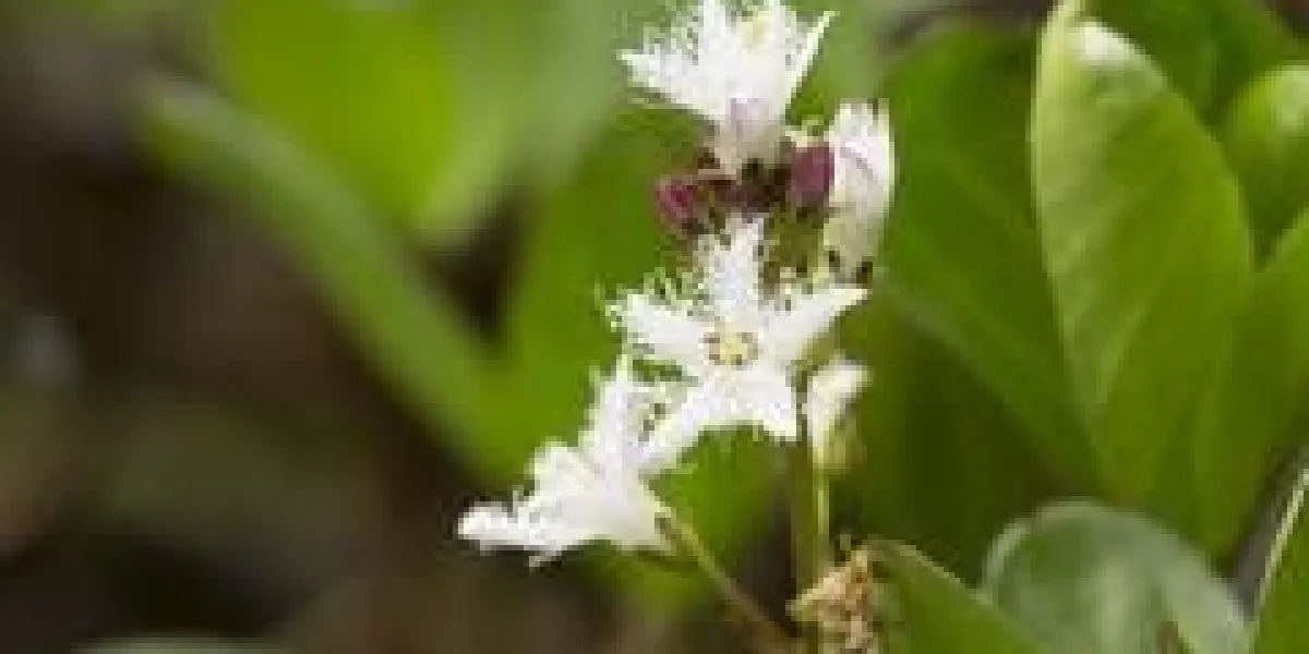 floraison bogbean, menyanthes trifoliata