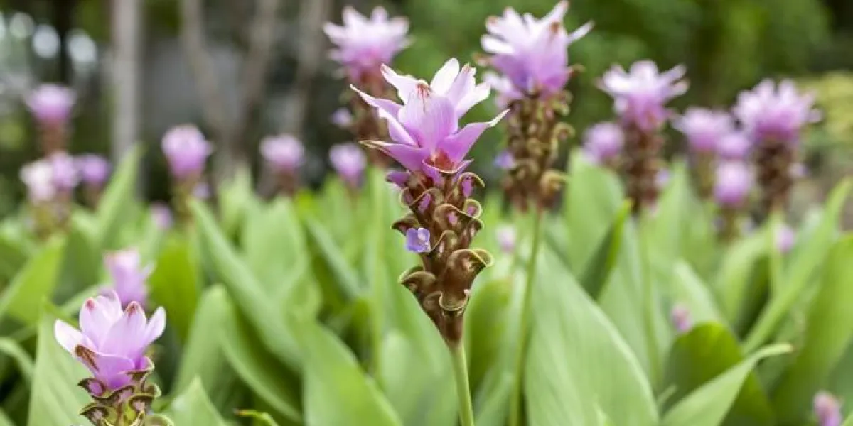 violet fleur de tulipe de siam jardin horizontal