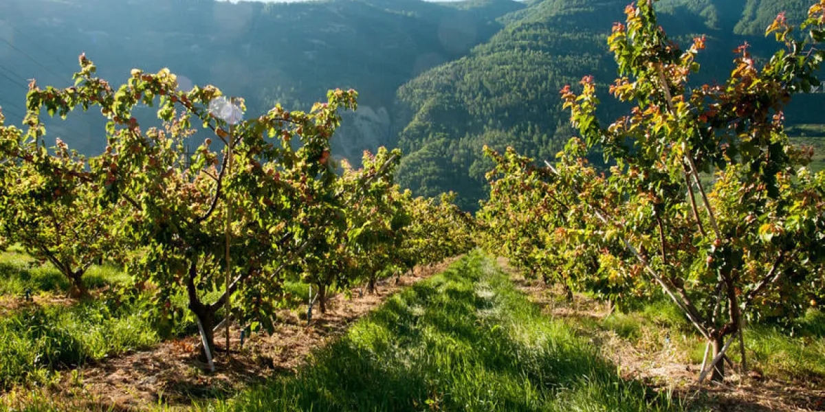 plantation d'abricot du valais, cultivé dans la plaine du rhône